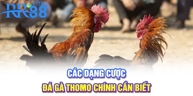 Các dạng cược đá gà Thomo chính cần biết