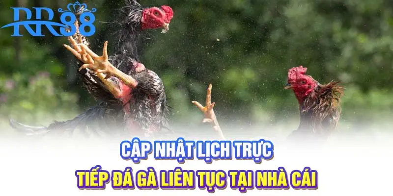 Cập nhật lịch trực tiếp đá gà liên tục tại nhà cái