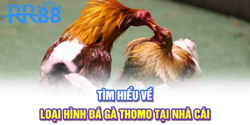 Tìm hiểu về loại hình đá gà Thomo tại nhà cái